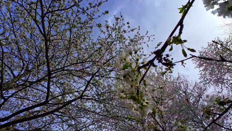 Abejas-Volando-Sobre-Flores-De-Sakura-En-Primavera