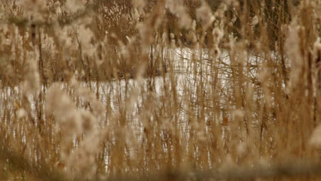 Plano-Medio-De-Juncos-Moviéndose-Con-El-Viento-Con-La-Hormiga-De-Río-Al-Fondo-En-La-Reserva-Natural-De-Humedales-En-La-Hormiga-Del-Río-En-Norfolk-Broads