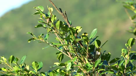 Two-wild-Warbling-white-eye,-spread-its-wings-and-fly-away,-close-up-shot