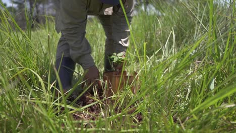 Landwirt-Pflanzt-Und-Schützt-Rosa-Trompetenbaum-Durch-Handarbeit,-Nahaufnahme