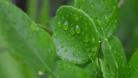 Lush-green-plants,-Citrus-×-amblycarpa,-water-moisture,-garden-scenery
