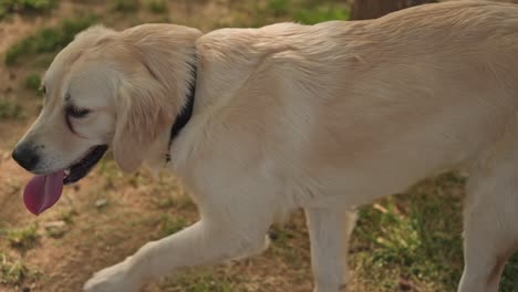 Perro-Descansando,-Jugando,-Corriendo-En-El-Parque