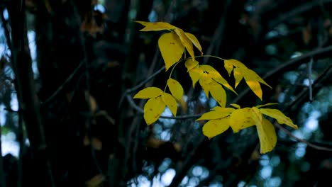 Hermoso-Follaje-De-árbol-En-Otoño