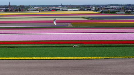 Vibrant-tulip-fields-in-the-Netherlands-with-a-kitesurfer-gliding,-aerial-shot,-daytime