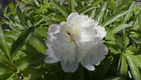 Beautiful-White-Flower-In-The-Sun-And-Long-Green-Leaves-Moved-By-Breeze