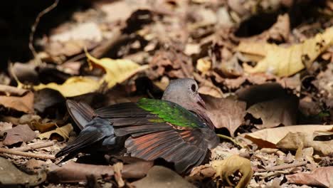 Seen-bathing-under-the-sun-as-seen-from-its-side-while-on-the-ground,-Asian-Emerald-Dove-Chalcophaps-indica,-Thailand