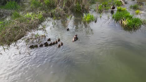 Aerial-view-of-ducklings-following-mother-merganser-in-reservoir-waters