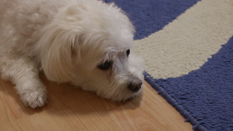 Bichon-dog-lies-down-on-the-floor