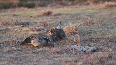 Male-Sharptail-Grouse-engage-in-dance-battle-on-prairie-morning-lek