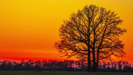 The-sun-sets-in-an-orange-red-sky,-leaving-behind-the-black-silhouette-of-a-tree