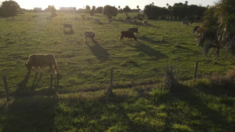 Low-aerial-showcasing-beautiful-sunny-Florida-cattle
