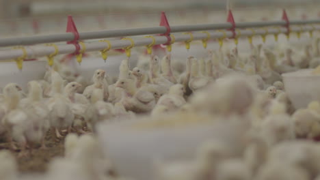 Modern-chicken-farm.-chicks-drinking-water-and-feeding