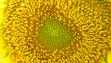 Close-up-picture-of-sunflower