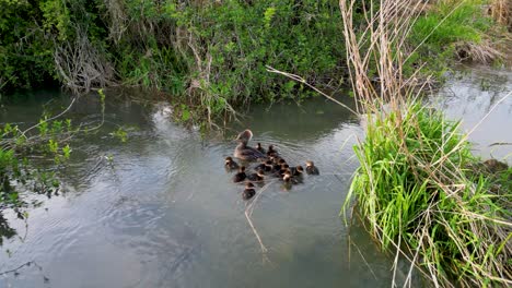 Aerial-view-of-Merganser-and-ducklings-huddled-together-in-grassy-wetlands