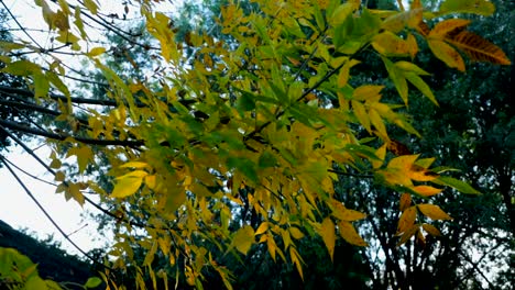 Follaje-Mágico-De-Color-Dorado-En-El-árbol-En-Otoño