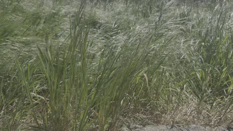 Entspannender-Schuss-Von-Grünem-Gras,-Das-Stark-Vom-Wind-Unter-Der-Sonne-Geschüttelt-Wird