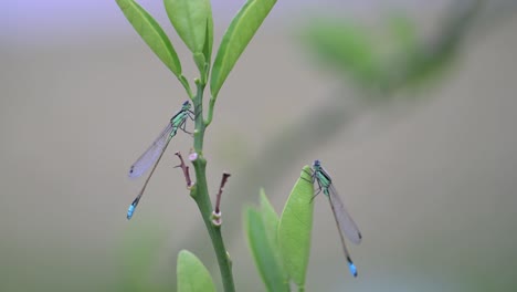 Macro-of-two-elongated-blue-damselflies-on-green-leaves-on-landscaped-yard-in-a-home-in-Florida