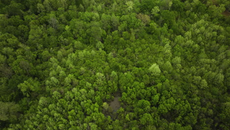 Matorrales-De-árboles-En-La-Selva-Tropical-Cerca-Del-Río-Wolf-En-Collierville,-Tennessee