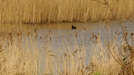 Weite-Aufnahme-Eines-Blässhuhns,-Das-In-Einem-Feuchtgebiet-Am-Fluss-Ant-In-Den-Norfolk-Broads-Unter-Wasser-Geht