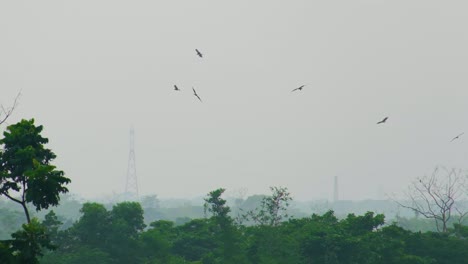 Predator-birds-flying-over-green-forest-with-network-tower-in-the-background
