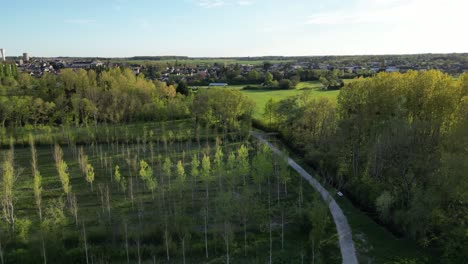 View-of-plantation-of-young-trees-and-older-trees-and-countryside