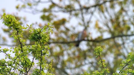 Bäume,-Äste-Mit-Efeu-Bedeckt