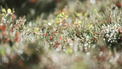 Miniature-plants,-moss,-and-lichen-beaded-with-dew-cover-the-ground-in-autumn-tundra
