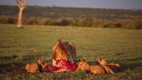 Orgullo-De-Leones-Alrededor-De-Una-Matanza-En-Un-Safari-En-La-Reserva-De-Masai-Mara-En-Kenia,-África