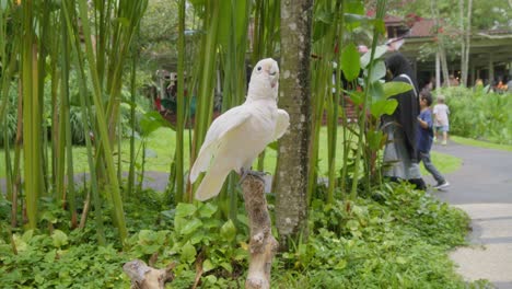 White-cockatoo-perched-on-a-branch-and-moving-up-and-down