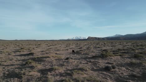 Einsame-Kuh-Auf-Abgelegenem-Grasland-In-Utah-Mit-Schneebedeckten-Bergen-In-Der-Ferne