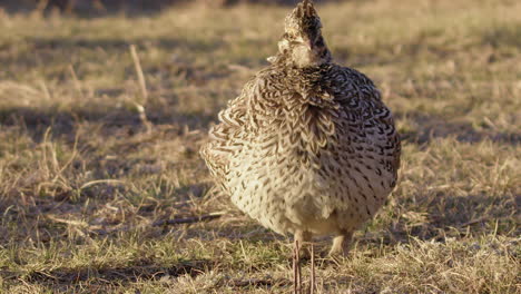 Sharp-tail-Grouse-in-puffed-plumage-on-breezy-golden-prairie-morning