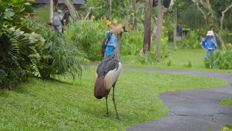 A-grey-crowned-crane-standing-on-the-grass-at-Bali-Bird-Park,-with-children-playing-in-the-background