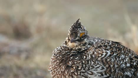 Male-Sharp-tailed-Grouse-plumps-feathers-on-cold-breezy-morning,-CU