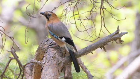 Eurasian-jay--Jumps-Perched-on-Pine-Tree--close-up