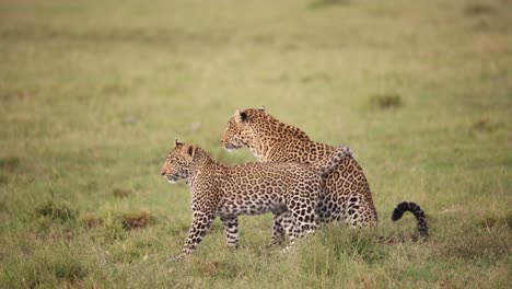Leopardenpaar-Spielt-Im-Gras-Auf-Einer-Safari-Im-Masai-Mara-Reservat-In-Kenia,-Afrika