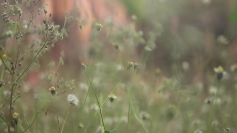 Weicher-Fokus-Auf-Winzige-Wildblumen-Mit-Einem-Verschwommenen,-Warm-Getönten-Hintergrund,-Der-Ein-Heiteres,-Verträumtes-Gefühl-Hervorruft,-Nahaufnahme