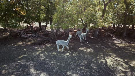 Toma-Aérea-De-Un-Dron-De-Una-Manada-De-Alpacas-Paradas-A-La-Sombra-Bajo-Los-árboles