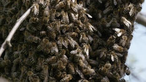 Close-up-of-excited-honey-bees-on-a-tree-trunk