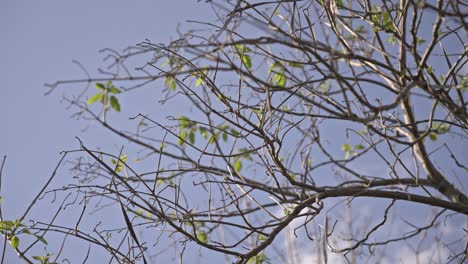 Epischer-Wald-Und-Blätter-Mit-Sonne-Und-Wolken