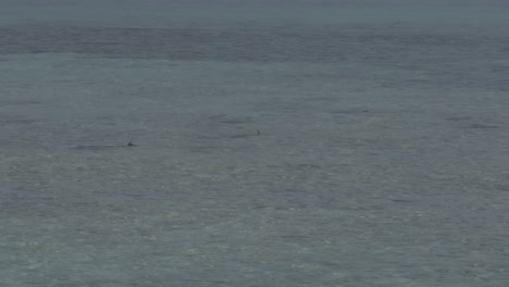 Ballenas-Rompiendo-La-Superficie-En-Un-Océano-Sereno,-Fondo-Brumoso,-Ambiente-Marino-Tranquilo,-Toma-Amplia