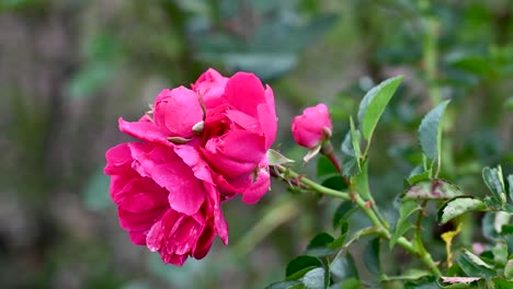 Rosas-De-Jardín,-Tropicario,-Jardín-Botánico-De-Bogotá,-Colombia