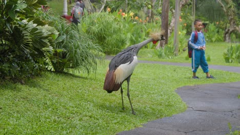 Una-Grulla-Coronada-Gris-Parada-Sobre-El-Césped-En-El-Parque-De-Aves-De-Bali,-Con-Niños-Jugando-Al-Fondo