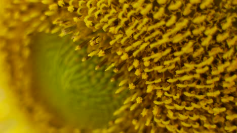 Nahaufnahme-Bild-Einer-Sonnenblume