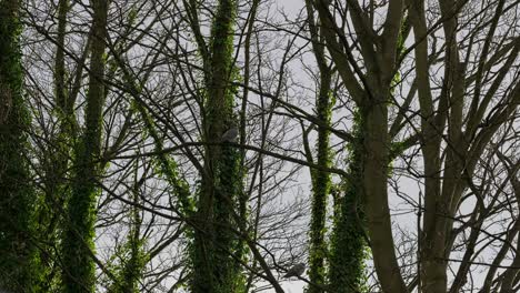 Trees,-tree-branches-covered-in-climbing-ivy