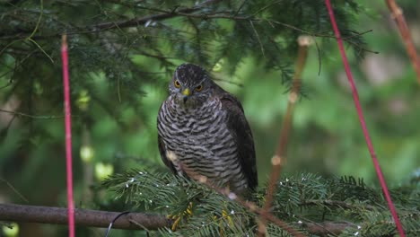 Sparrow-hawk-sitting-on-branch-and-looking-for-victim