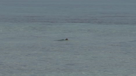 Ruhiges-Meer-Mit-Delfinflossen,-Die-In-Geringer-Tiefe-über-Dem-Wasser-Sichtbar-Sind-Und-Eine-Heitere-Szene-Schaffen