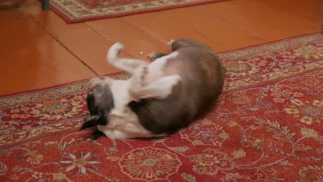 Hund,-Boston-Terrier-Liegt-Auf-Teppich-Und-Kratzt-Sich-Am-Rücken