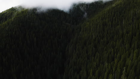 Coniferous-Trees-Over-Mountains-Covered-With-Foggy-Clouds-on-Olympic-Peninsula,-Washington-State-USA