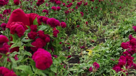 Standbild-Eines-Einzelnen-Bauern,-Der-Die-Samtblumenplantage-Alleine-Erntet