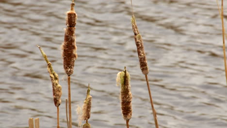 mid-shot-of-bull-rushes-at-a-wetland-nature-reserve-on-the-river-Ant-at-the-Norfolk-Broads